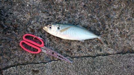 鹿児島釣行 4日目！Wヒット