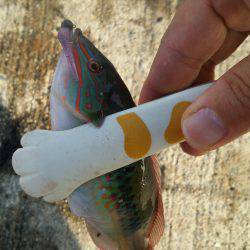 夕まづめ1時間勝負は撃沈。