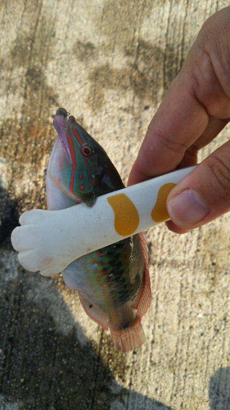 夕まづめ1時間勝負は撃沈。