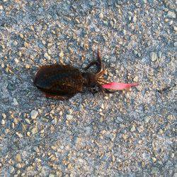 アオリイカの新子調査