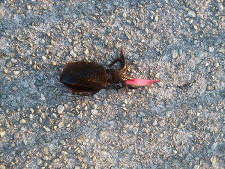 アオリイカの新子調査