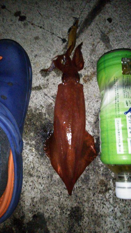 胴長２０㎝のケンサキヒット！