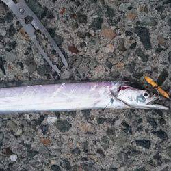 刀狩り＋軟体動物