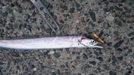 刀狩り＋軟体動物