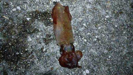 ケンサキ空回り