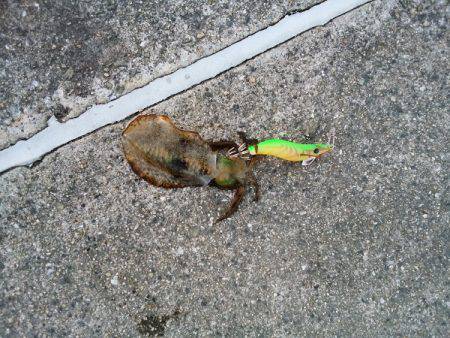 アオリイカの新子調査