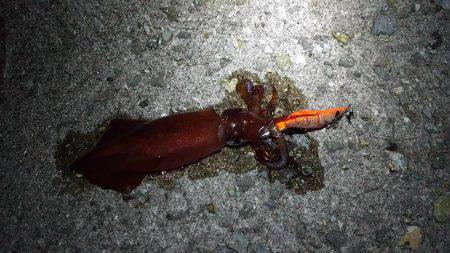 エギング大賑わい