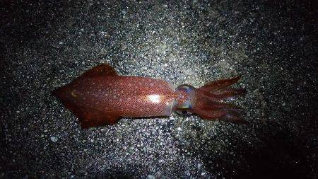 短時間ケンサキ狙い