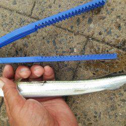 シーサイドコスモ サヨリ