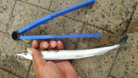 シーサイドコスモ サヨリ