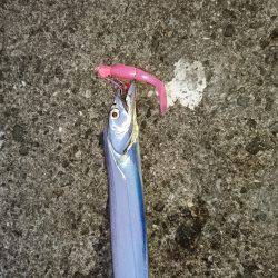 夏太刀は続いているのか？