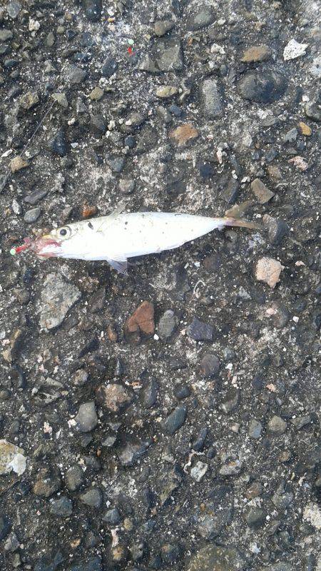 豆アジ釣り