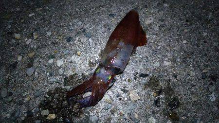 ケンサキイカ狙い