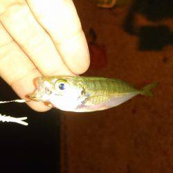 エギング&アジング