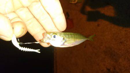 エギング&アジング