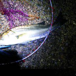 大荒れの中なんと1本