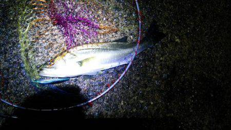 大荒れの中なんと1本