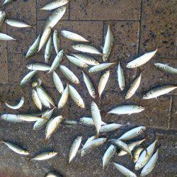 シーサイドコスモ、アジ、豆サバ