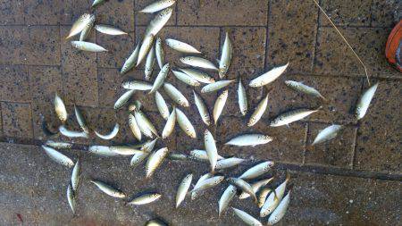 シーサイドコスモ、アジ、豆サバ