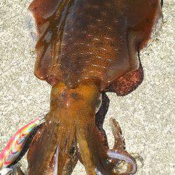 二木島の隣の甫母新港