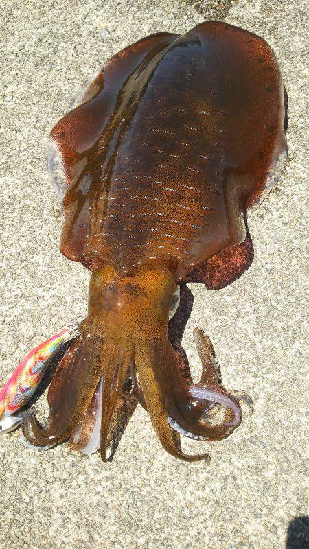 二木島の隣の甫母新港