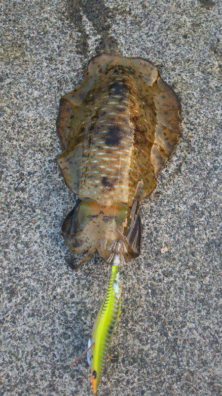 二木島の隣の甫母新港２