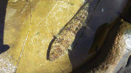 何処にでもいる遊び相手