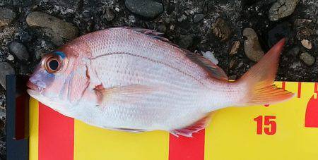 サビキも楽しいかも