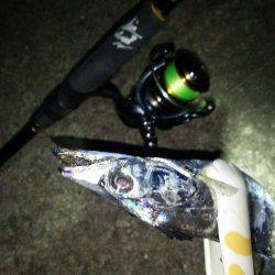 久しぶりのタチウオ!からのケンサキイカ!