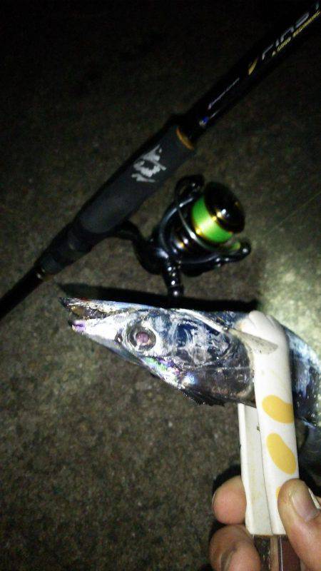 久しぶりのタチウオ!からのケンサキイカ!