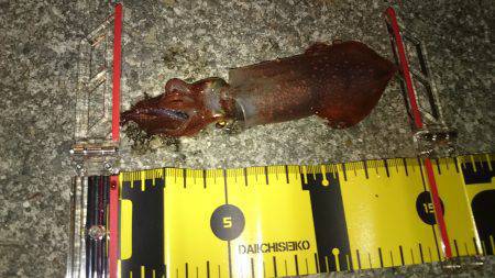 剣先美味しそう！