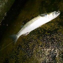 ええ雰囲気でしたが・・