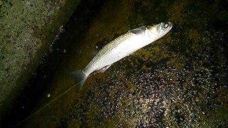 ええ雰囲気でしたが・・