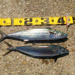 貝塚人工島でサゴシ