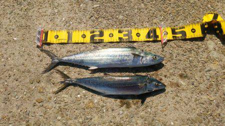 貝塚人工島でサゴシ