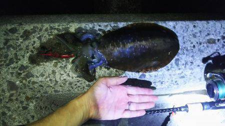 新子アオリイカ