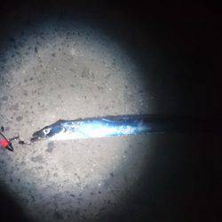 太刀魚サイズアップ