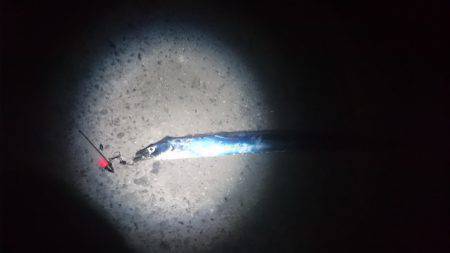 太刀魚サイズアップ