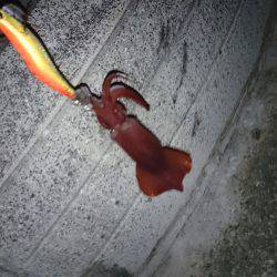 ケンサキ好調 潮止まりで食いが立つ