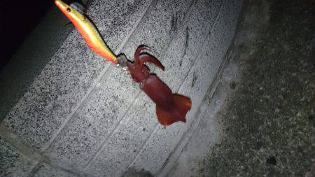 ケンサキ好調 潮止まりで食いが立つ