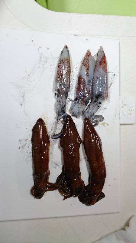 ライトエギングで剣先イカ