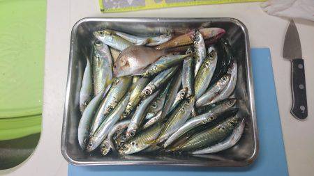 サビキ＆胴突で色んな魚種