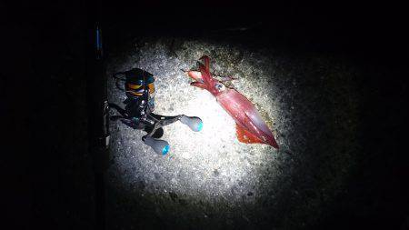 ケンサキライトエギング！