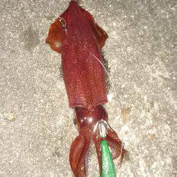 ケンサキ当たり年