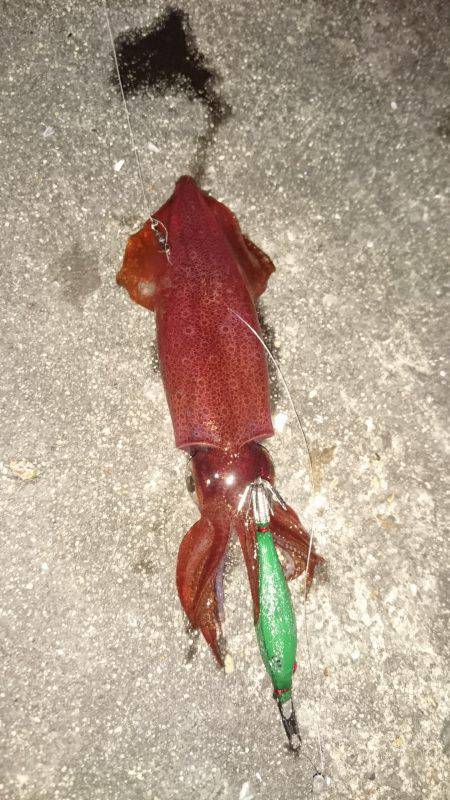 ケンサキ当たり年