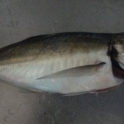 アジを求めてⅡ