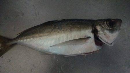 アジを求めてⅡ