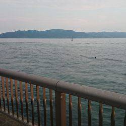 夏のサヨリ釣り！