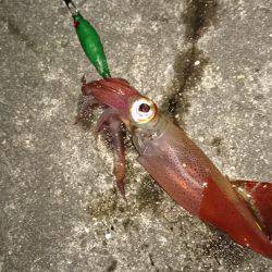 ライトエギング