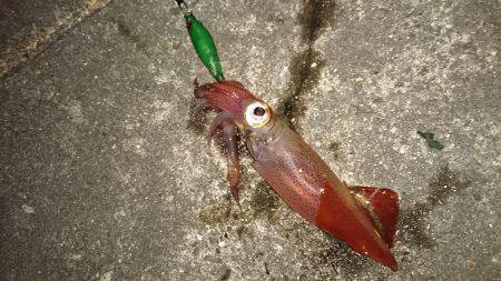 ライトエギング